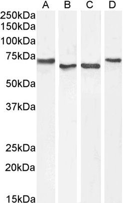 Goat anti-ACHE Antibody