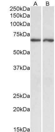 Goat anti-ACHE Antibody