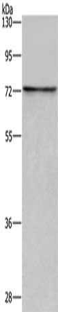 ACHE Antibody