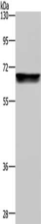 ACHE antibody