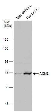 AChE antibody