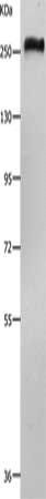 ACIN1 Antibody