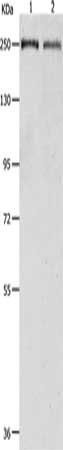 ACIN1 Antibody