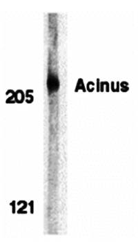Acinus Antibody