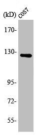 ACLY Antibody