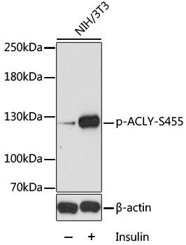 ACLY (Phospho-S455) antibody