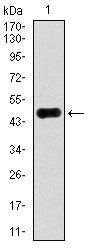 ACLY Antibody