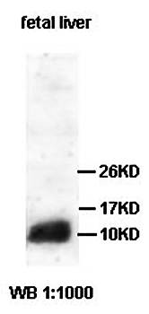 ACN9 antibody