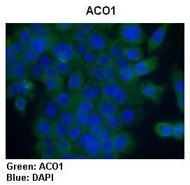 ACO1 antibody