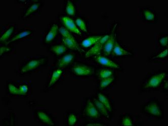 ACO1 Antibody