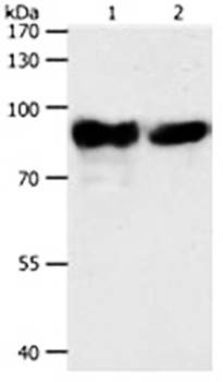 ACO2 Rabbit Polyclonal Antibody