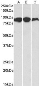 Goat anti-Aconitase 2 (aa541-555) Antibody