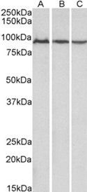 Goat anti-Aconitase 2 (aa541-555) Antibody
