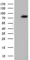 ACO2 Antibody