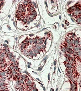 Goat anti-Aconitase 2 (aa541-555) Antibody