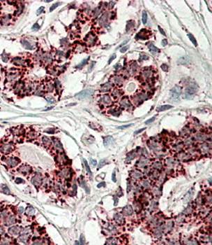 Goat anti-Aconitase 2 Antibody