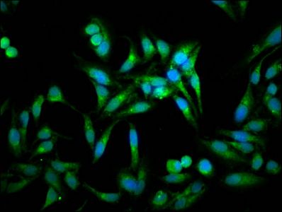 ACOT1 Antibody