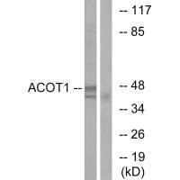 ACOT1 antibody