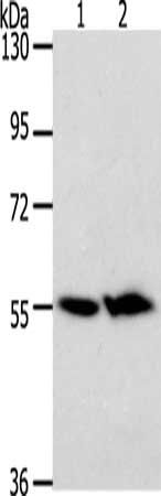 ACOT2 antibody