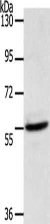 ACOT2 Antibody