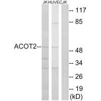 ACOT2 Antibody
