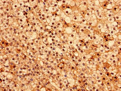 ACOT9 Antibody