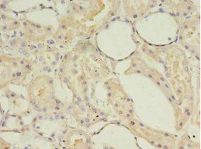 ACOT9 Antibody