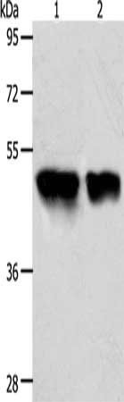 ACOT9 antibody