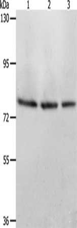 ACOX1 Antibody