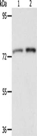 ACOX2 antibody