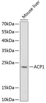 ACP1 antibody