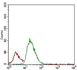 ACP5 Antibody