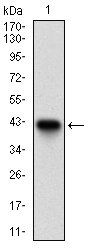 ACP5 Antibody