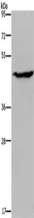 ACP6 Antibody