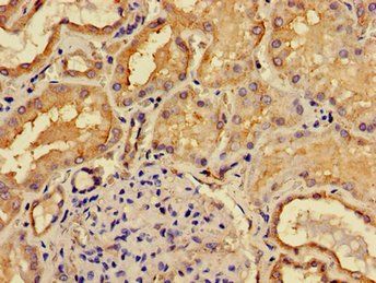 ACP6 Antibody