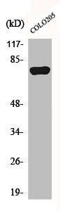 ACSL6 Antibody
