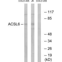 ACSL6 Antibody