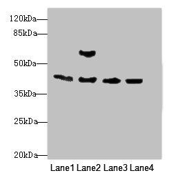 Acta1 Antibody