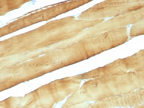 Actin, Muscle Specific (Muscle Cell Marker) Antibody