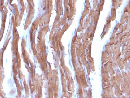 Actin, Muscle Specific (Muscle Cell Marker) Antibody