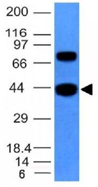 ACTA1 antibody