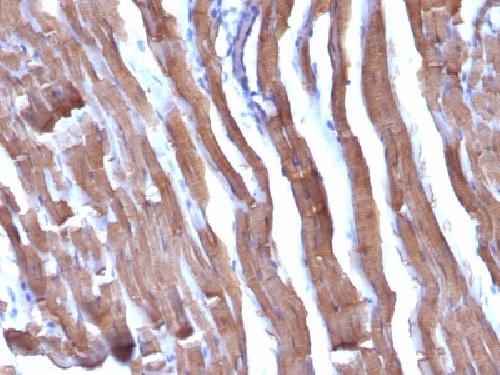 Actin, Muscle Specific (Muscle Cell Marker) Antibody