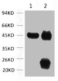 ACTA1 Antibody