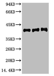 ACTA1 Antibody