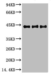 ACTA2 Antibody