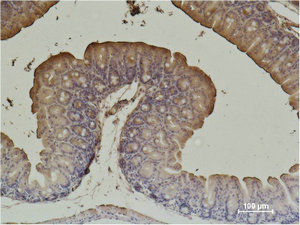ACTA2 Antibody