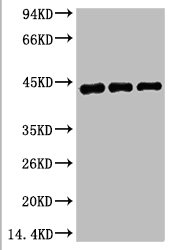 ACTA2 Antibody