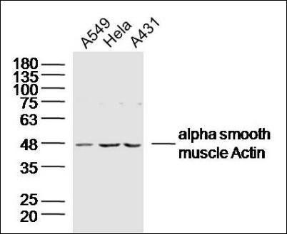 ACTA2 antibody