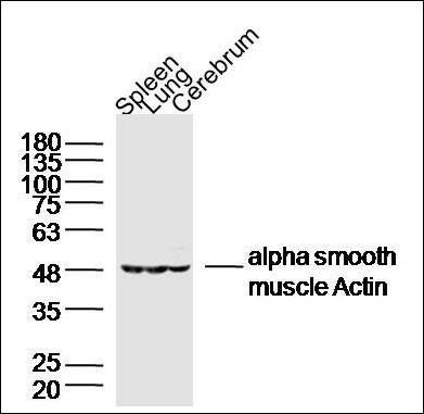ACTA2 antibody