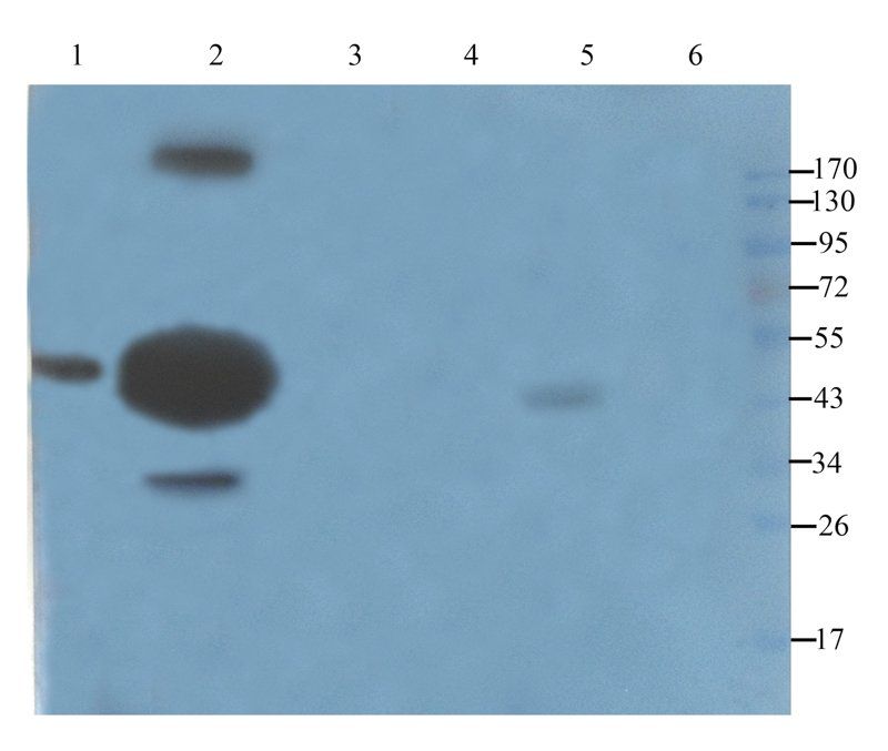 ACTA2 antibody